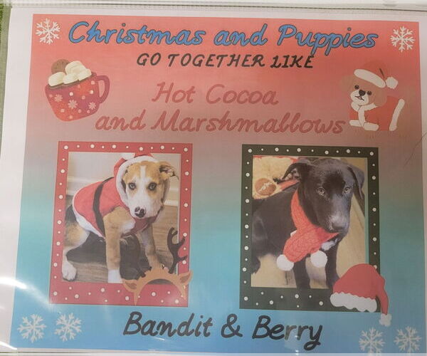 Medium Photo #2 Retriever -Unknown Mix Puppy For Sale in Lindsay, CA, USA