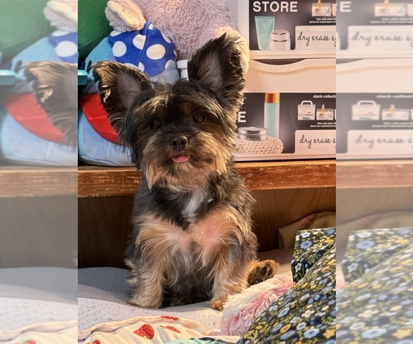 Medium Photo #1 Yorkshire Terrier Puppy For Sale in VALRICO, FL, USA