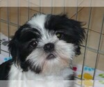 Small Photo #5 Shih Tzu Puppy For Sale in ORO VALLEY, AZ, USA