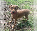 Haven - Female Golden Retriever-Unknown Mix Dog for Adoption - Small photo