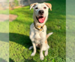 Small #14 Huskies -Labrador Retriever Mix