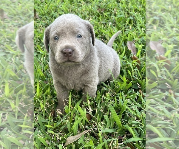 Medium Photo #8 Labrador Retriever Puppy For Sale in KISSIMMEE, FL, USA