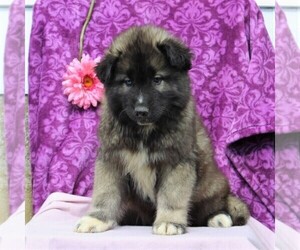 Siberian Husky Puppy for sale in KIRKWOOD, PA, USA