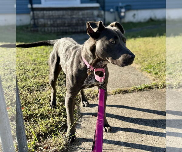 Medium Photo #5 American Pit Bull Terrier-Weimaraner Mix Puppy For Sale in Oakhurst, NJ, USA
