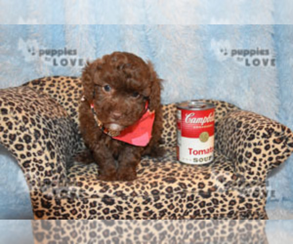Medium Photo #9 Poodle (Toy) Puppy For Sale in SANGER, TX, USA