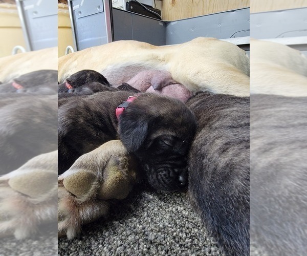 Medium Photo #4 Mastiff Puppy For Sale in VANDALIA, IL, USA