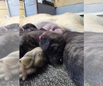 Small #3 Mastiff