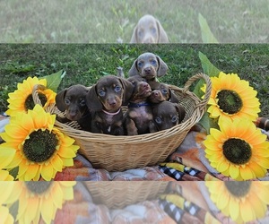 Dachshund Litter for sale in TUNNEL HILL, GA, USA