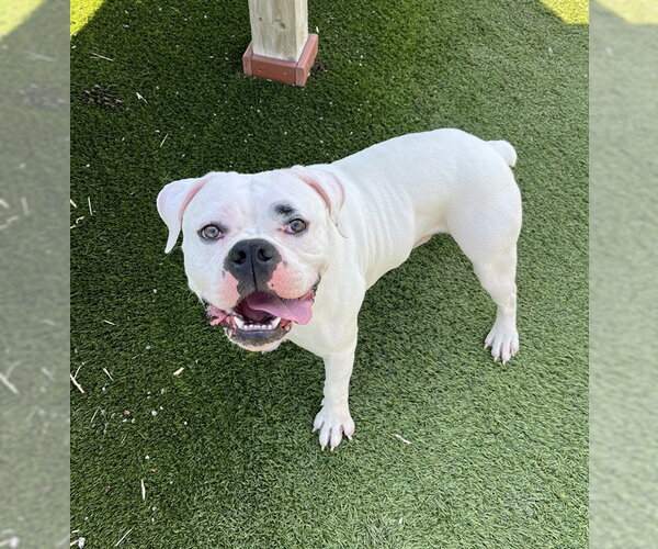 Medium Photo #1 Bulldog Puppy For Sale in Toronto, Ontario, Canada