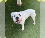 Small Bulldog