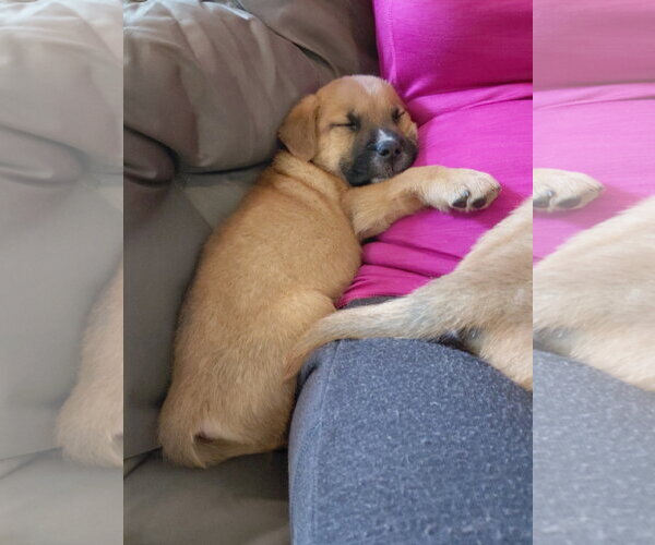 Medium Photo #4 German Shepherd Dog-Unknown Mix Puppy For Sale in Holly Springs, NC, USA