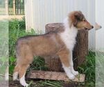 Small #3 Collie