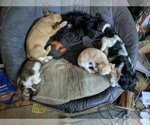 YorkiePoo Puppy for sale in GOLDEN, CO, USA