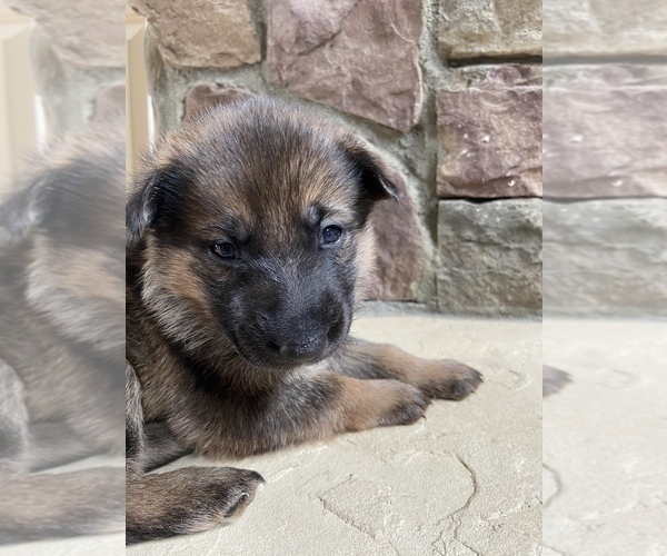View Ad German Shepherd Dog Litter Of Puppies For Sale Near North Carolina Mooresville Usa Adn 205382
