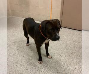 American Pit Bull Terrier-Unknown Mix Dogs for adoption in Conroe, TX, USA