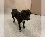Small American Pit Bull Terrier Mix