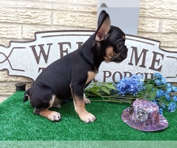 Medium Photo #5 French Bulldog Puppy For Sale in CARTHAGE, TX, USA