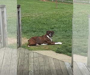 Father of the Boxer puppies born on 05/23/2020