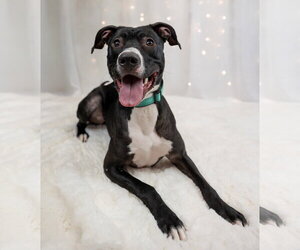 Labrador Retriever-Unknown Mix Dogs for adoption in Princeton, MN, USA