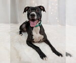 Prince - Male Labrador Retriever-Unknown Mix Dog for Adoption - Small photo