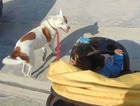 Small Photo #4 American Bulldog-Border Collie Mix Puppy For Sale in HOUSTON, TX, USA