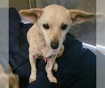 Small Chihuahua