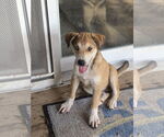 Small #3 Australian Shepherd-Spaniel Mix