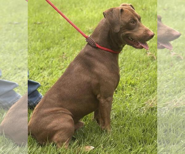 Medium Photo #6 Labrador Retriever-Unknown Mix Puppy For Sale in Yardley, PA, USA
