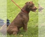 Small #5 Labrador Retriever Mix