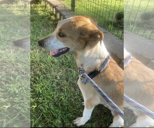 Border Collie-Unknown Mix Dogs for adoption in Pottstown, PA, USA