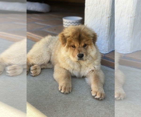 Medium Photo #2 Chow Chow Puppy For Sale in PASADENA, CA, USA