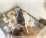 Small #2 Great Dane