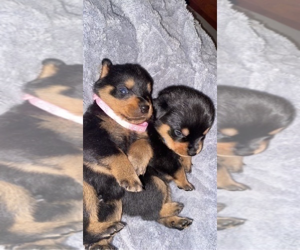 Medium Photo #3 Rottweiler Puppy For Sale in BUDA, TX, USA