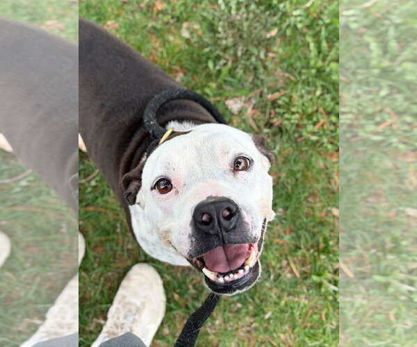 Medium Photo #6 Mutt Puppy For Sale in Jefferson, WI, USA