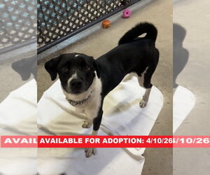 Canadian Eskimo Dog-Unknown Mix Dogs for adoption in Williamsburg, IA, USA