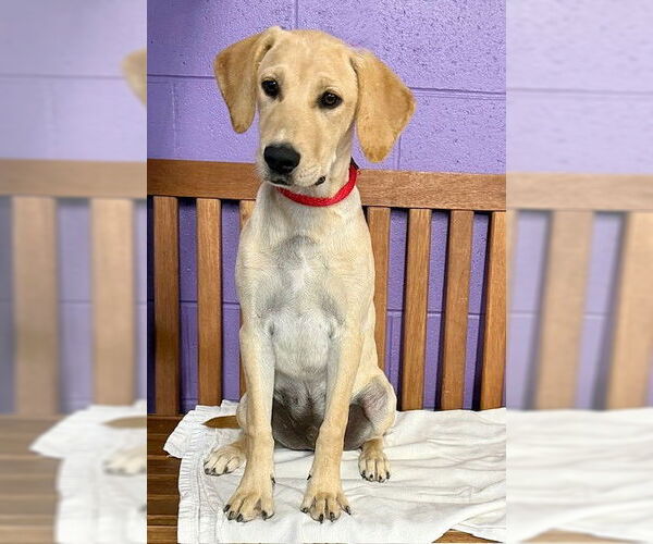 Medium Photo #3 Mutt Puppy For Sale in Genesee, WI, USA
