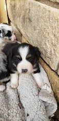 Australian Shepherd Puppy for sale in KERRVILLE, TX, USA