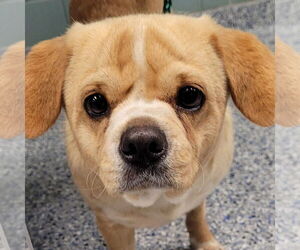 Mutt Dogs for adoption in Shelburne, VT, USA