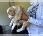 Small Photo #2 F2 Aussiedoodle-Irish Doodle Mix Puppy For Sale in SACRAMENTO, CA, USA