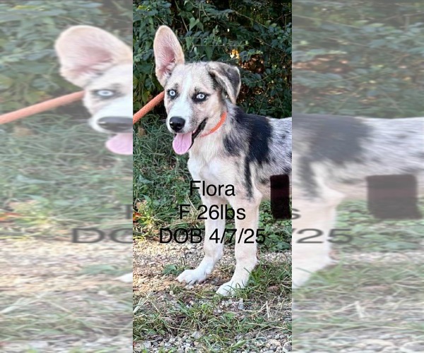 Medium Photo #1 Red Heeler-Unknown Mix Puppy For Sale in Columbus, IN, USA