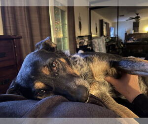 Mutt Dogs for adoption in San Bernardino , CA, USA