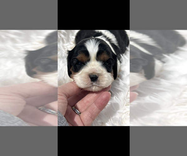 Medium Photo #6 Cavalier King Charles Spaniel Puppy For Sale in NILES, MI, USA