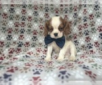 Small #5 Cavalier King Charles Spaniel