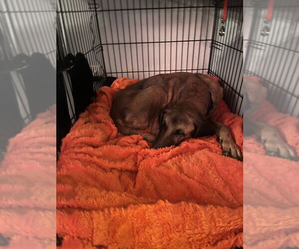 Medium Photo #5 Bloodhound-Unknown Mix Puppy For Sale in Brewster, NY, USA