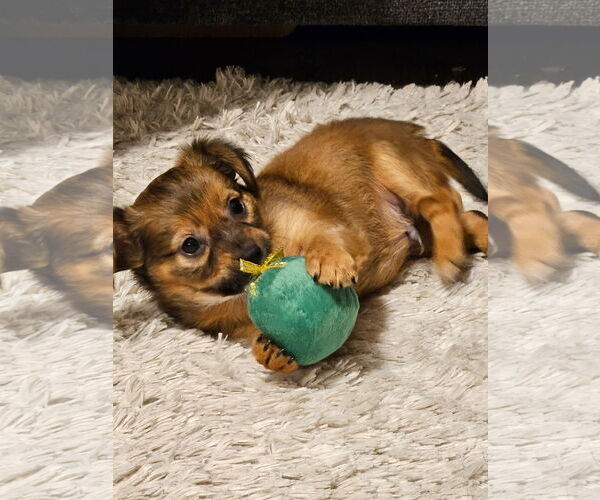 Medium Photo #3 Chihuahua-Unknown Mix Puppy For Sale in Tampa, FL, USA