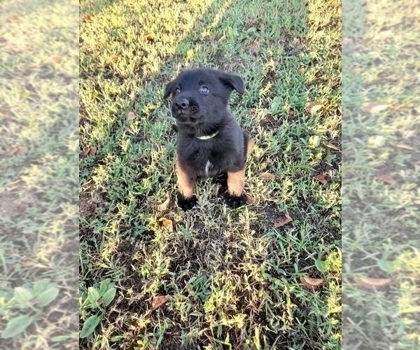 Medium Photo #10 German Shepherd Dog Puppy For Sale in BURLESON, TX, USA