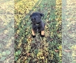 Small Photo #10 German Shepherd Dog Puppy For Sale in BURLESON, TX, USA