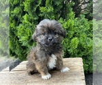 Small Photo #6 Shiranian Puppy For Sale in MIDDLEBURY, IN, USA