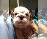 Small Photo #1 Bulldog Puppy For Sale in BISMARCK, ND, USA