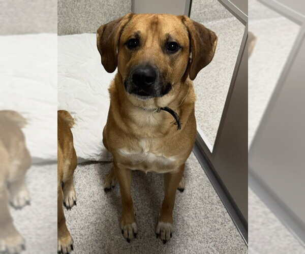 Medium Photo #1 Pyrenees Ridgeback Puppy For Sale in Lancaster, PA, USA